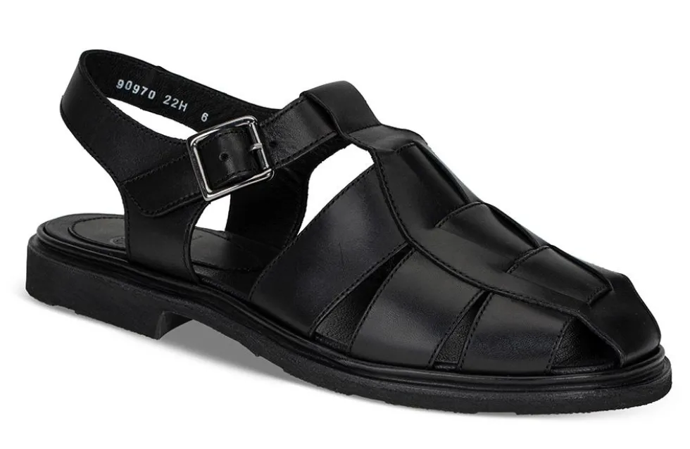 Iberis 164612-00